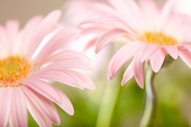 iki papatya pembe gerbera closeup. sığ dof