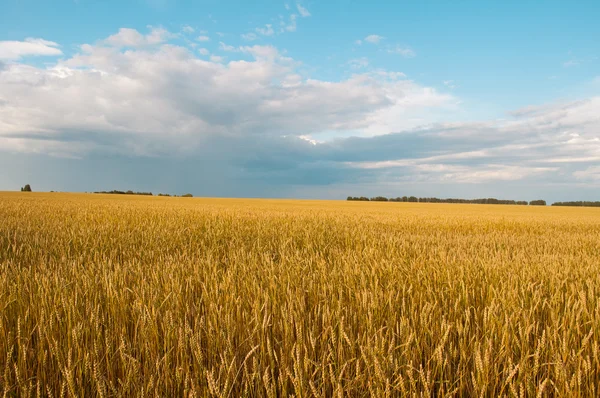 stock image Wheat field