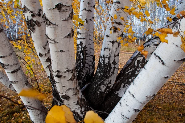 Stems of the birches — Stock Photo, Image