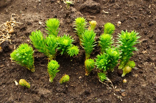 stock image Rhodiola rosea