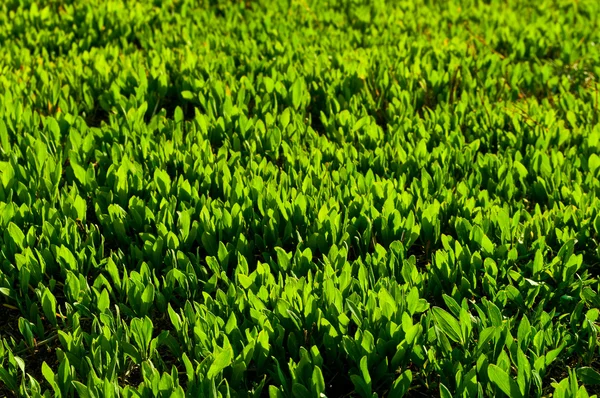 Stock image Grass