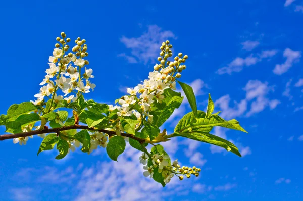 Stock image Bird-cherry tree