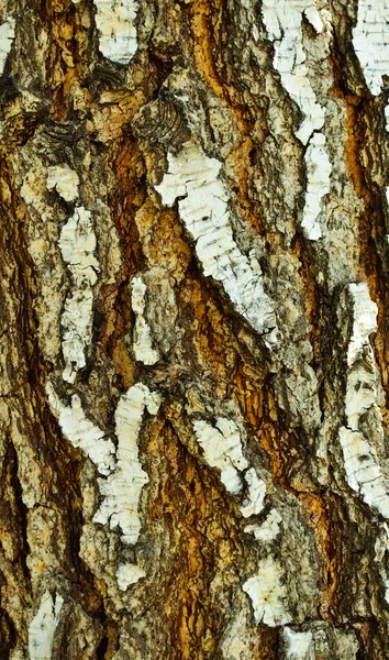 白樺の樹皮 — ストック写真