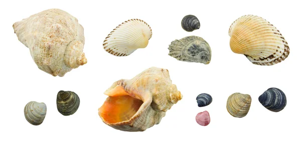 Collection seashell — Stock Photo, Image