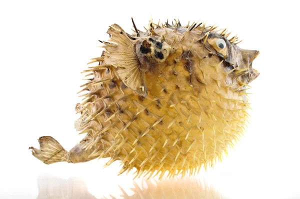 Mořský ježek — Stock fotografie