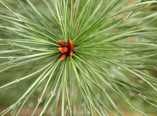 stock image Needles