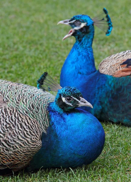 Peacocks — Stock Photo, Image