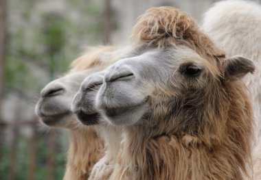 Camels clipart