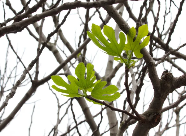 イチジクの木 — ストック写真