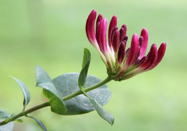 Honeysuckle clipart