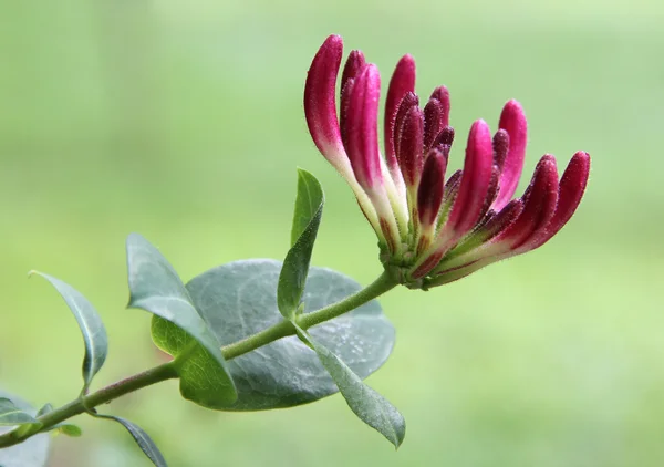 Stock image Honeysuckle