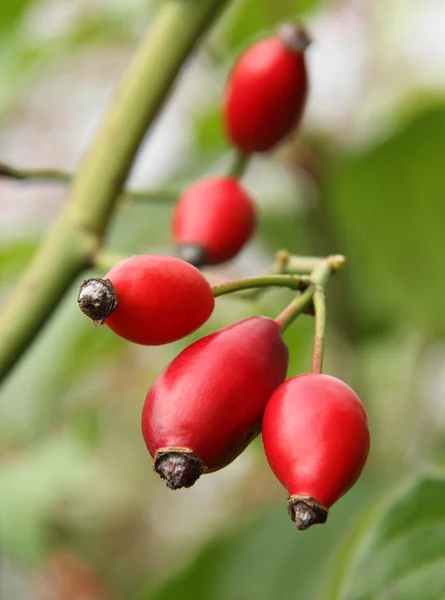 stock image Rosehips2