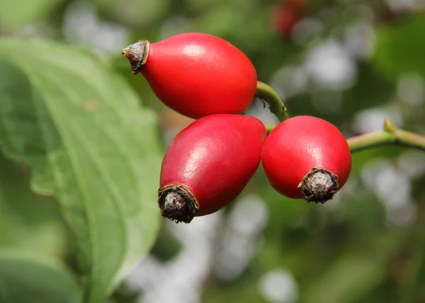 stock image Rosehips3