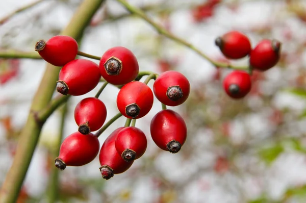 stock image Rosehips1