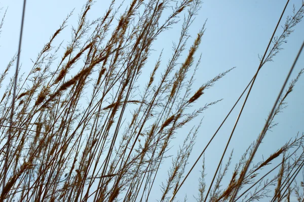 stock image Grass on the fone the sky.