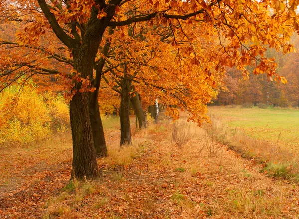 Herbsttag im Park — Stockfoto