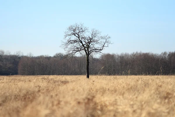 Stock image Lonely Tree