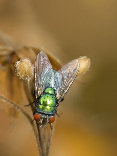 Gröna fluga — Stockfoto