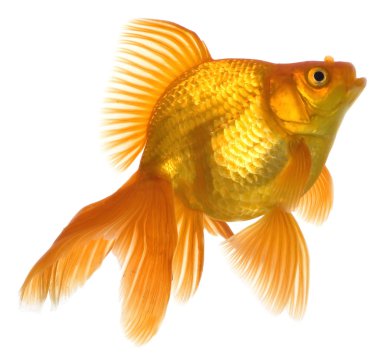 Goldfish clipart