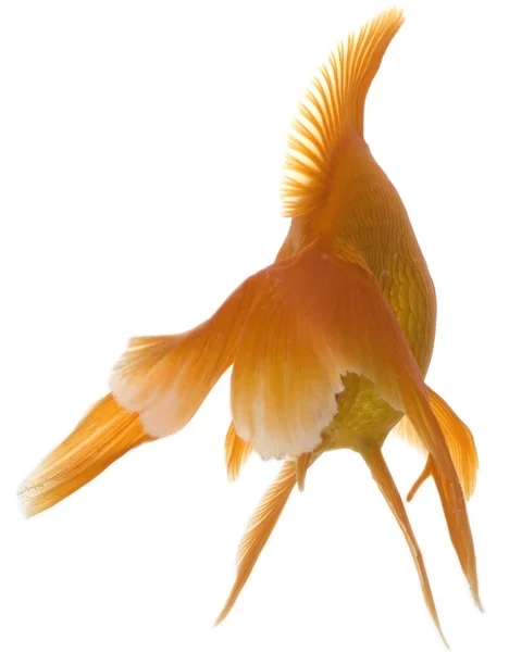 Ikan mas — Stok Foto