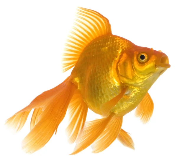 Goldfish Stock Picture