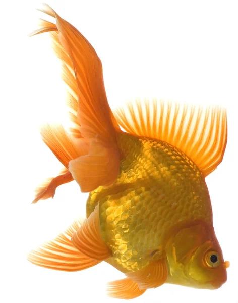 Peixe-vermelho Imagem De Stock