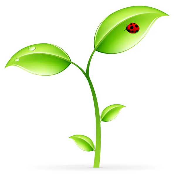 緑の芽 — ストックベクタ