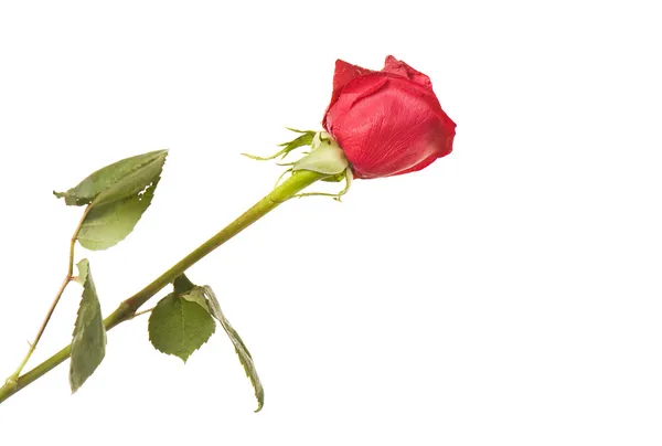 Schöne rote Rose isoliert — Stockfoto