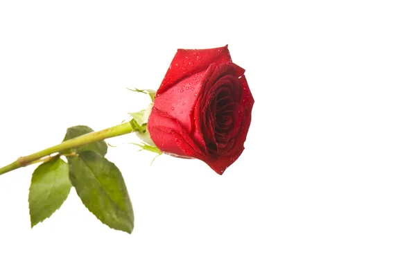 Красива червона троянда ізольована — стокове фото