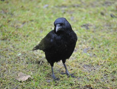 Carrion Crow clipart