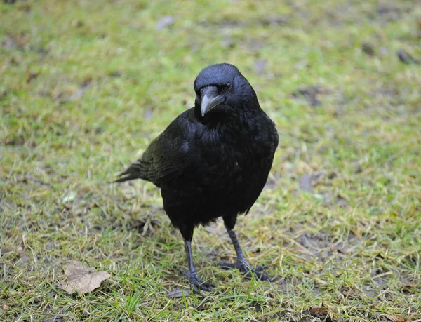 Carrion Crow — Fotografia de Stock