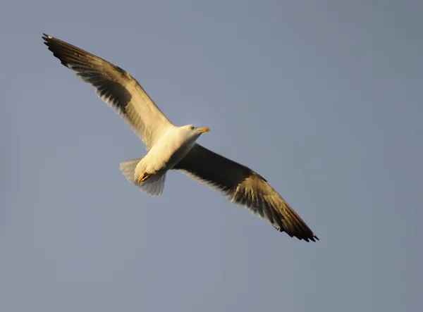 Lesser Black-backed gull — Stock Photo, Image
