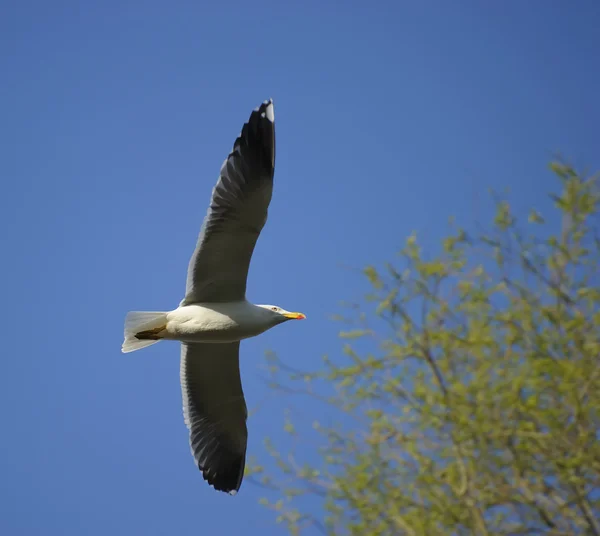 Lesser Black-backed gull — Stock Photo, Image