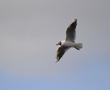 Black-headed gull clipart