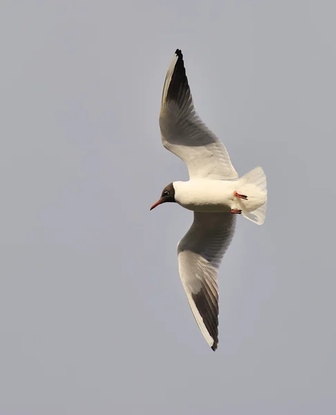 Black-headed gull — Stock Photo, Image