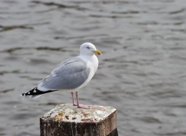 Herring gull clipart