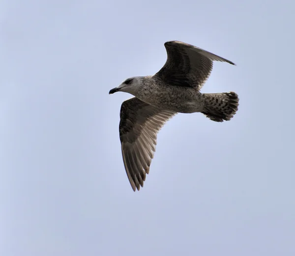 Juvenile herring gull — Stock Photo, Image