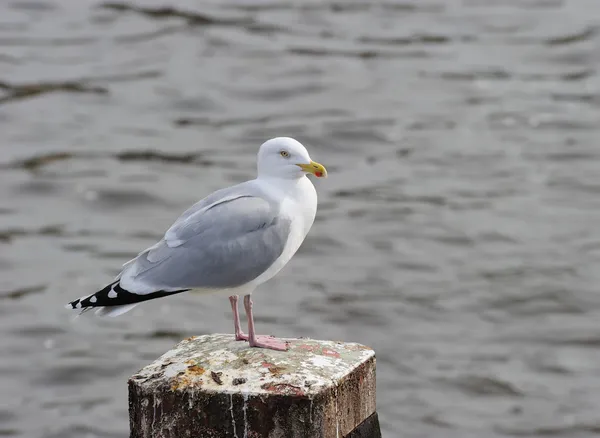 Herring gull — Stock Photo, Image