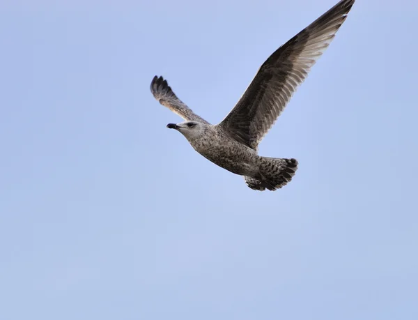 Juvenile herring gull — Stock Photo, Image