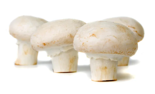 Button mushroom (champignon) — Stock Photo, Image
