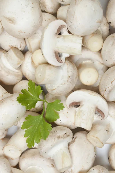 Botão branco ou cogumelos champignon — Fotografia de Stock