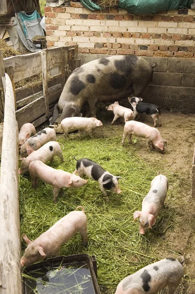 stock image Pigs