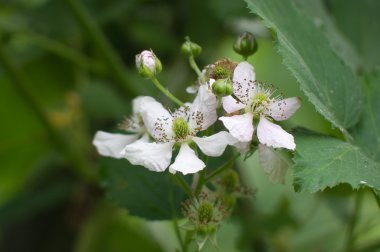 Blackberry blossoms