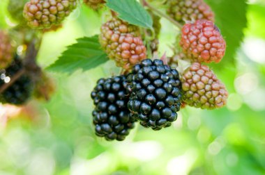 Blackberries clipart