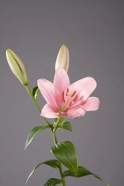 stock image Pink lily