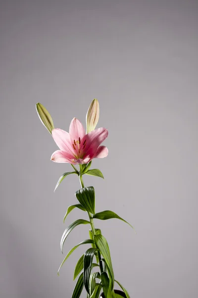 stock image Pink lily still life