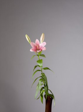 pembe lily natürmort