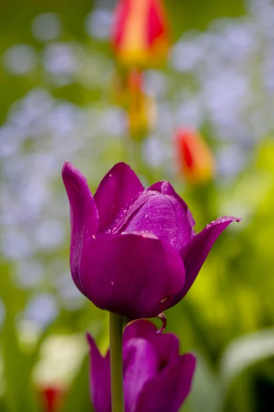 Zahradní tulipány — Stock fotografie