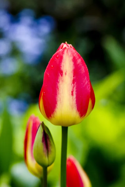 Tulipani da giardino — Foto Stock