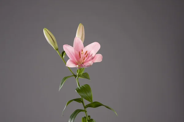 stock image Pink lily